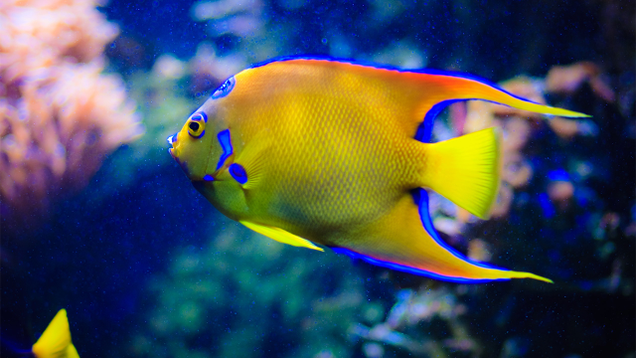 Illustration for article titled If You Don’t Like Any Of The Beautiful Fish In This List, Tell Us And We’ll Eat Them